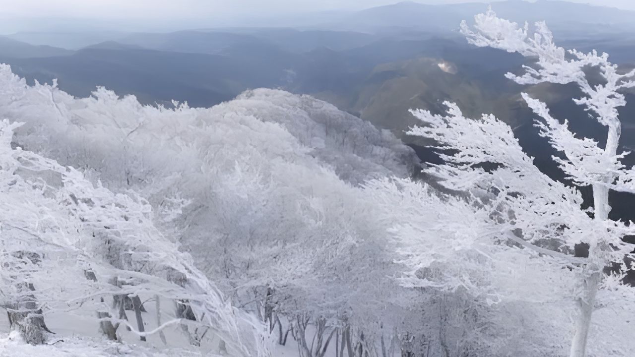なぜ「深吉野」なのか?日本古来の聖地が育む、深吉野よもぎの生命力と希少性
