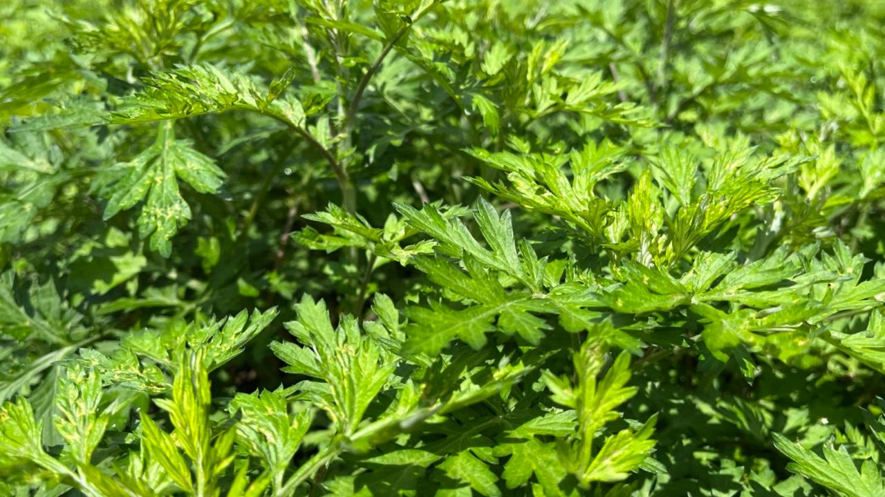 【管理栄養士も薦める】よもぎの栄養素「クロロフィル」の驚きの健康効果とは？